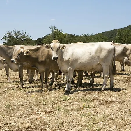 Фермерский дом Masseria Cappella *